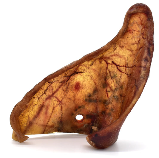 Premium XL Iberian Pigs Ears