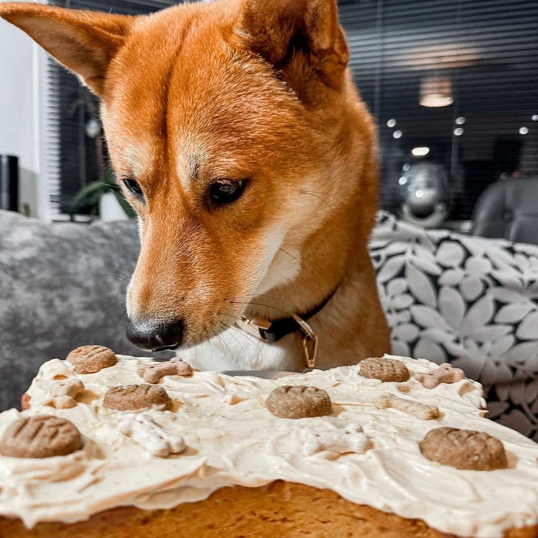 The PAWfect Dog Friendly Cake