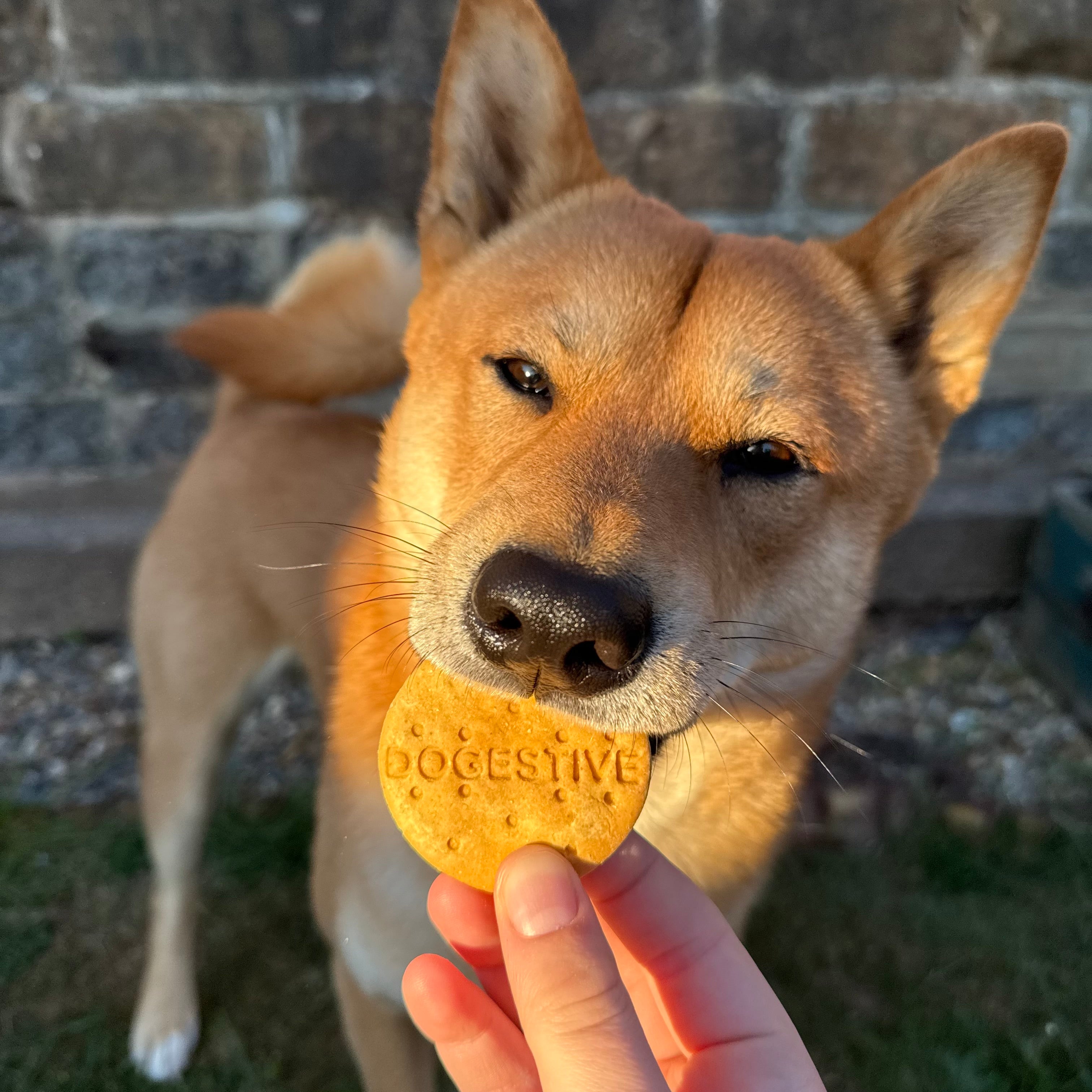 Dogestive (Pack of 4)